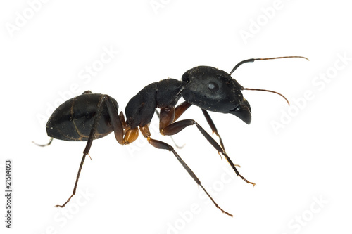 Ant isolated on white