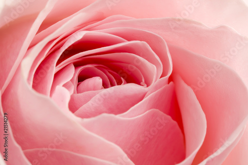 Beautiful pink rose center close up shoot
