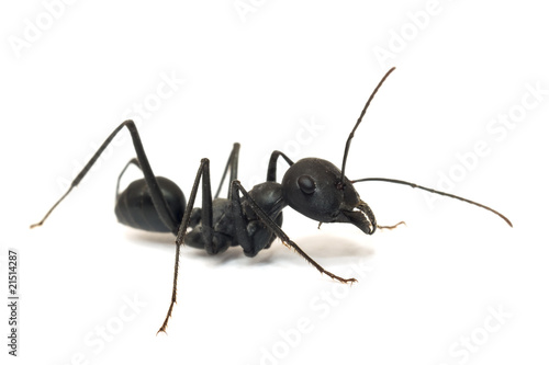 ant  isolated on white