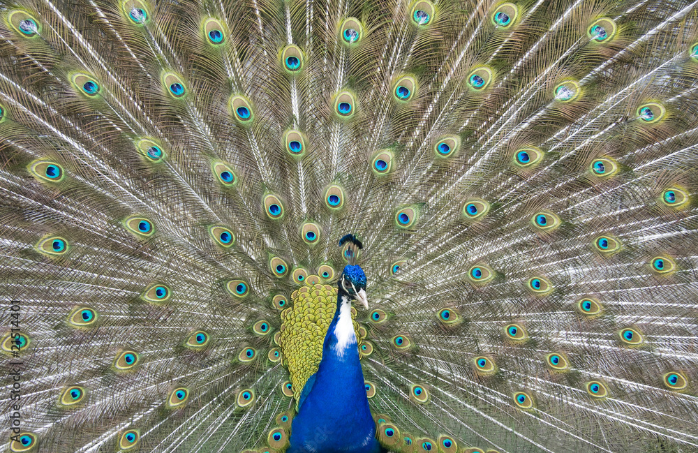 Fototapeta premium peacock