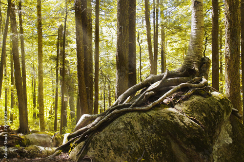 Wald