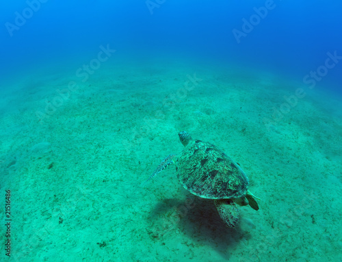 green sea turtle (Chelonia mydas) © Ded Pixto