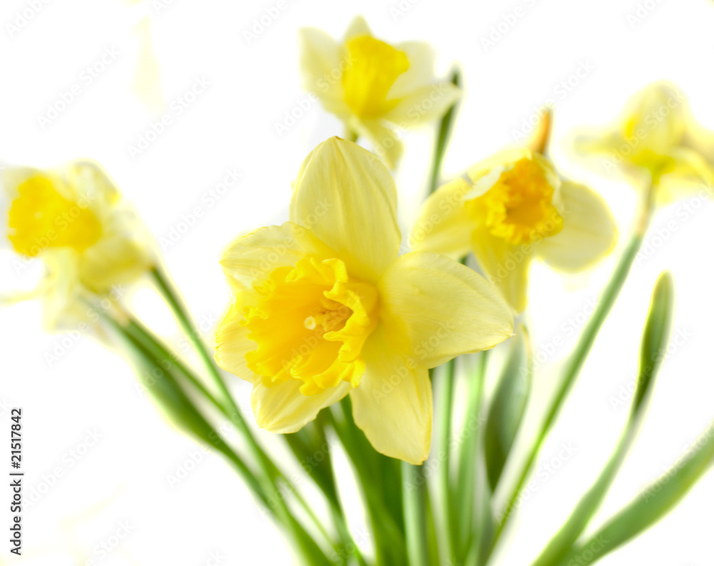 yellow narcissus yellow narcissus