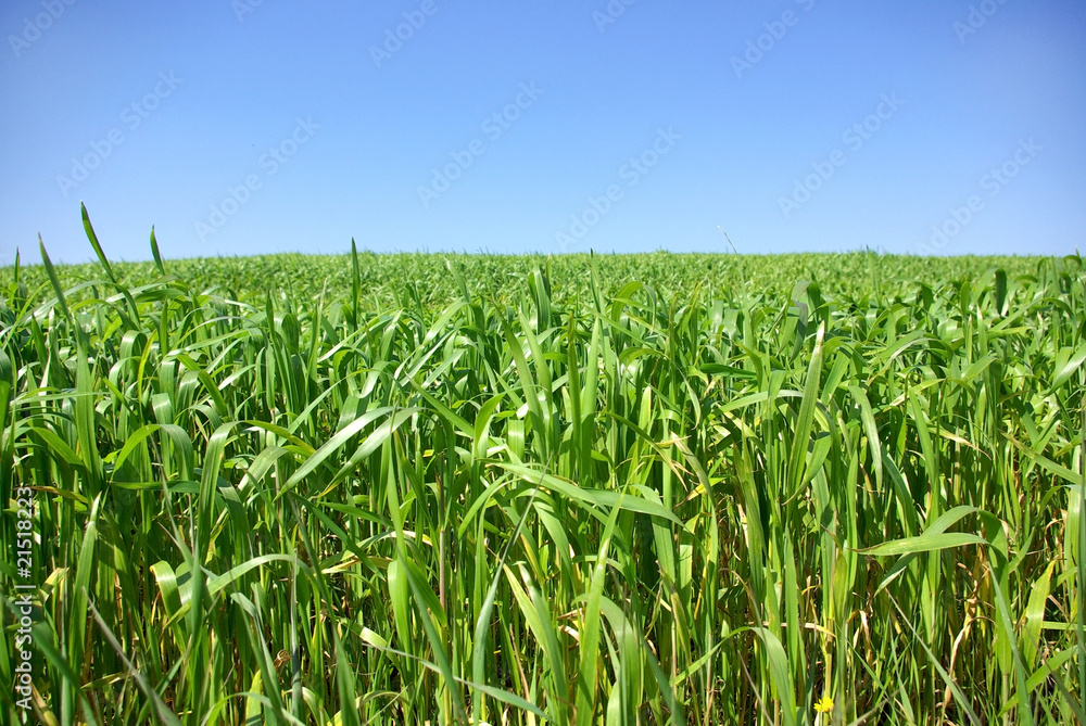 Obraz premium Green background field.