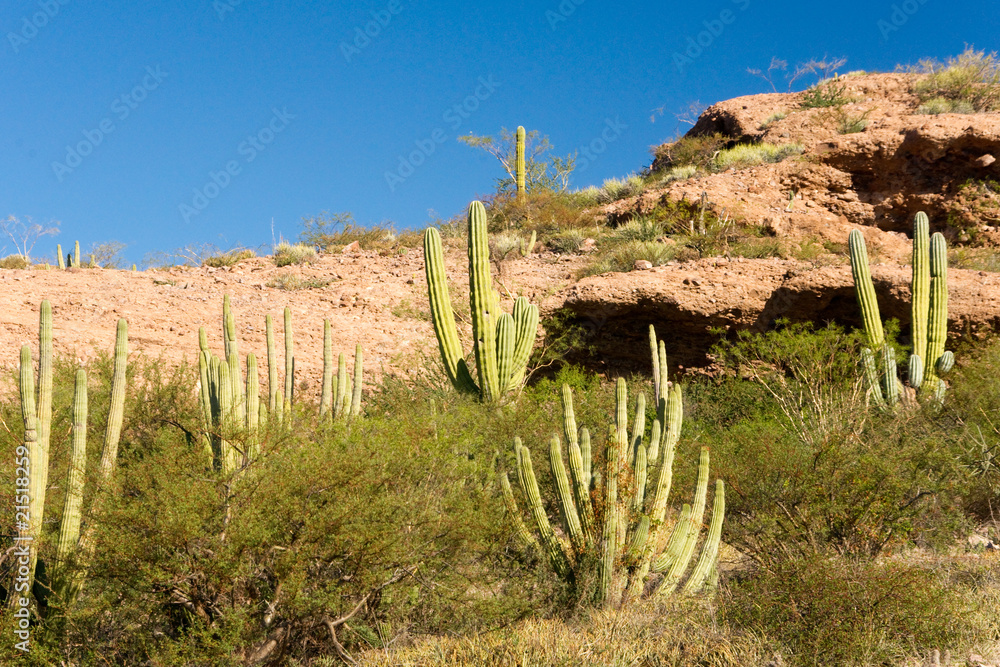 Organ Pipe Cactus in Morning