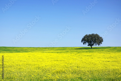 Tree in yellow field.