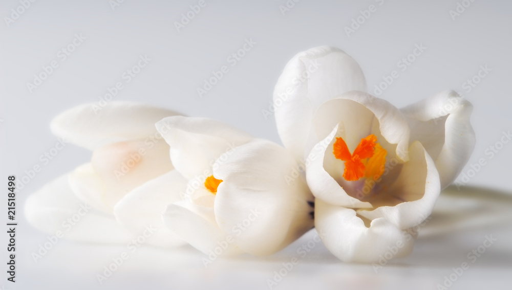 crocuses flowers crocuses flowers