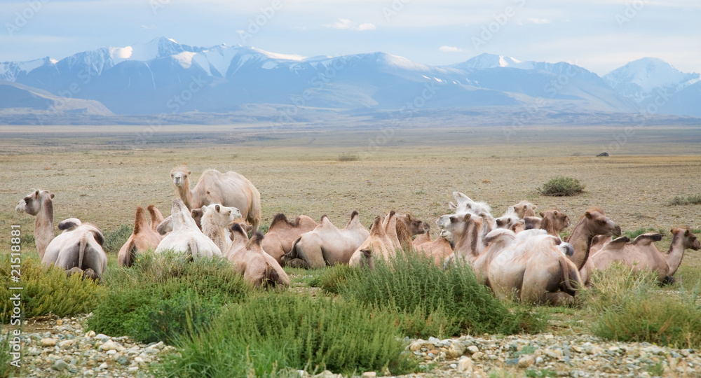 Fototapeta premium Herd of Bactrian camels