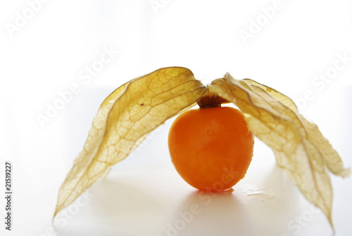 Physalis photo