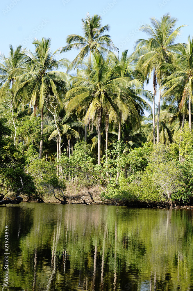 Obraz premium lagoon and jungle