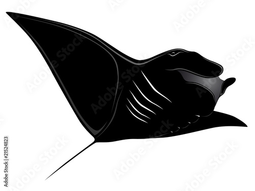 Manta Ray, tattoo
