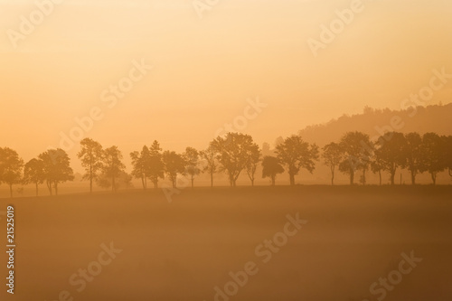 Misty morning tree