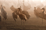Common Cranes in the fog at Hahula Lake (Agamon), Israel