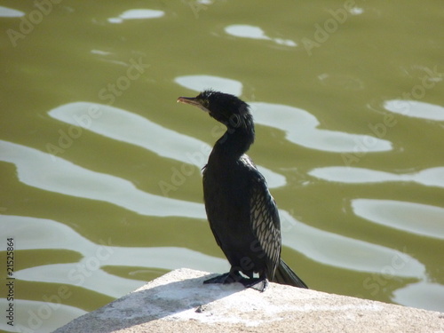 Fototapet Water Crow