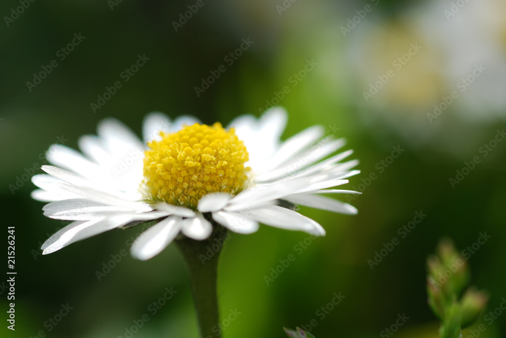 Fototapeta premium Margherita