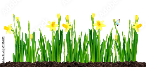 green grass and flowers, growing from soil