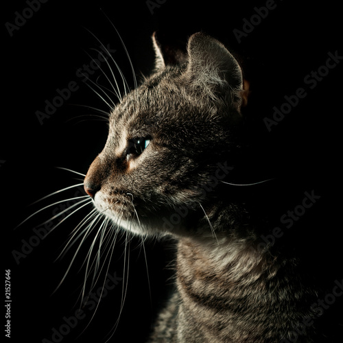 Retrato de gato común