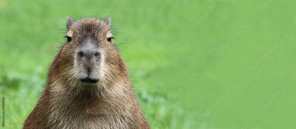 Fototapeta premium Portrait of a young Capybara with Copy space