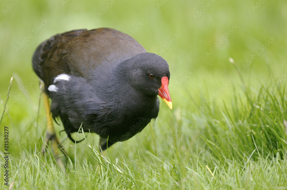 common moorhen, gallinula chloropus common moorhen, gallinula chloropus