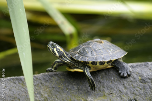 Photos cumberland slider, trachemys scripta troostii