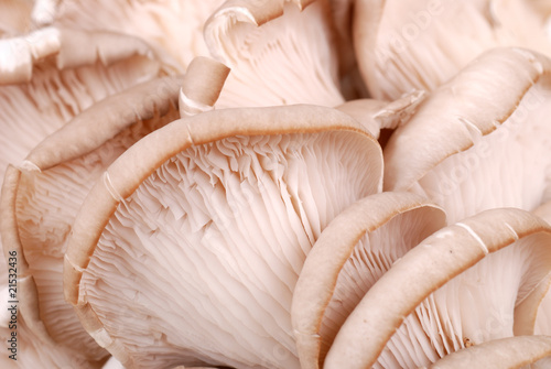 Fresh oyster mushroom isolated on white