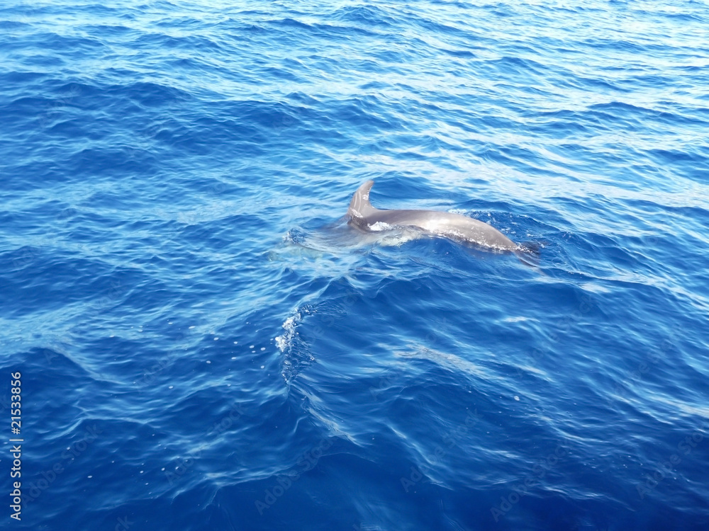 Obraz premium Dolphin