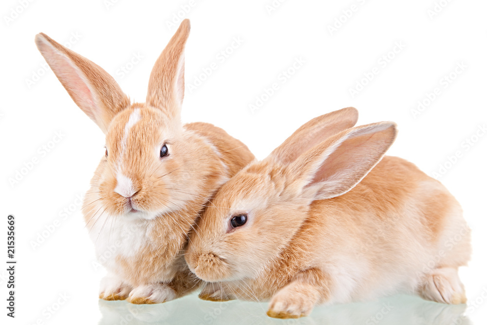 two beautiful bunnies two beautiful bunnies