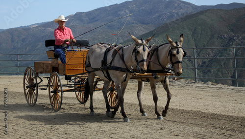 Driving the Mules