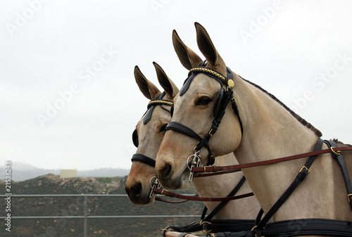 Matched Mules in Harness against White Sky