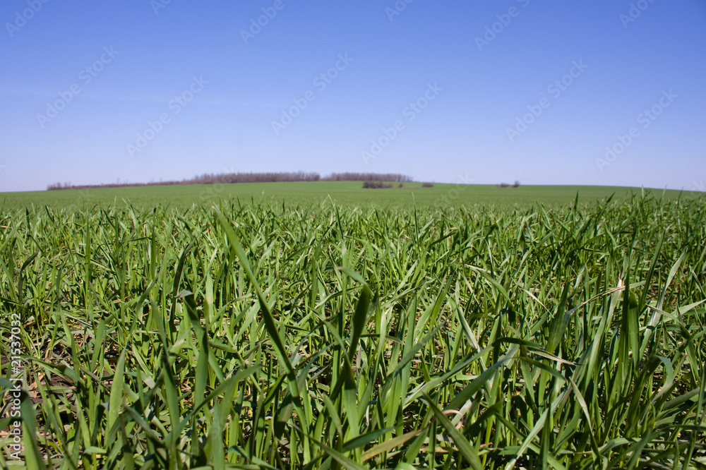 Grass Grass