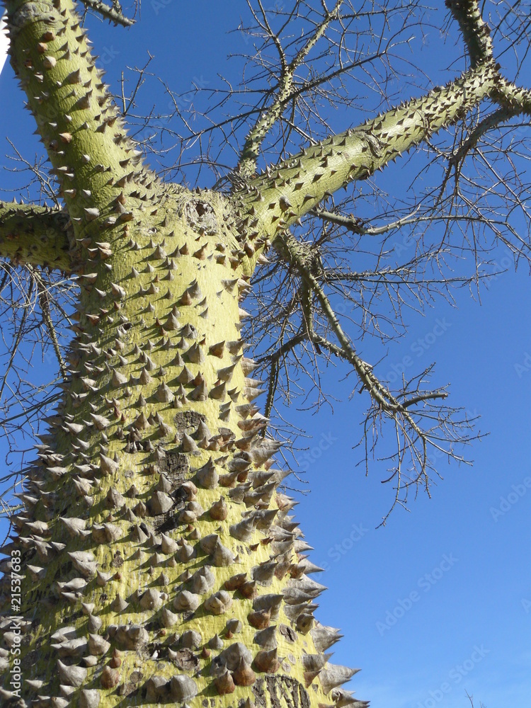 Árbol con espinas foto de Stock Adobe Stock