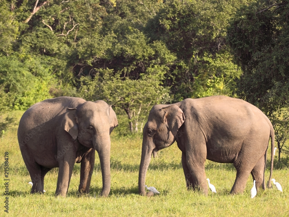 two sri lankan elephants
