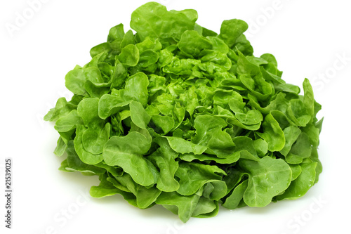 Green oak leaf lettuce