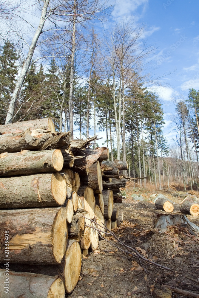 Deforestation area with pile of logs in forest Deforestation area with pile of logs in forest