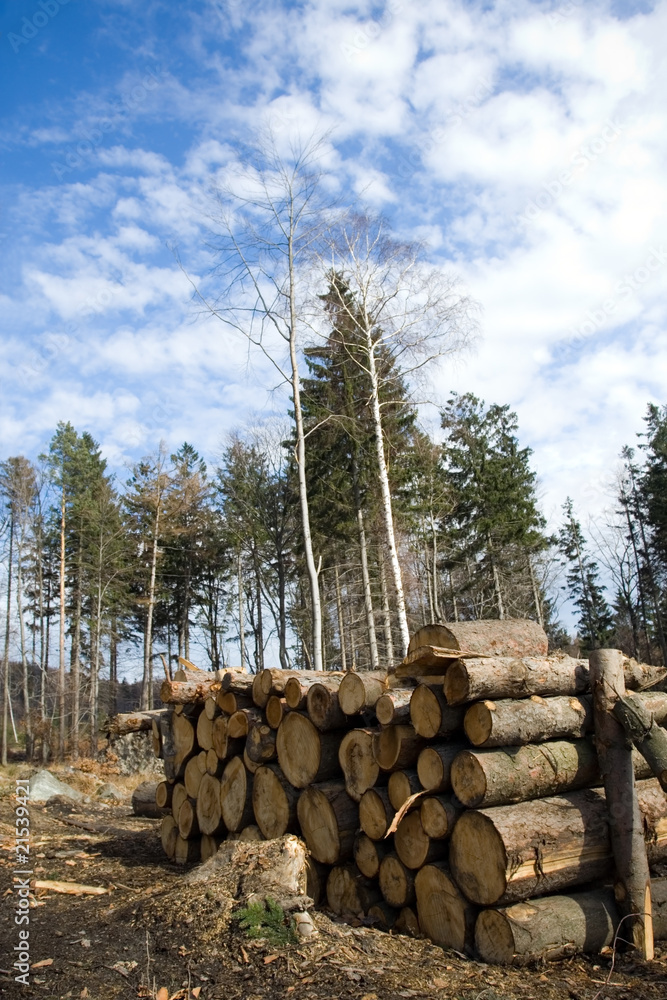 Pile of logs in deforestation area in forest Pile of logs in deforestation area in forest