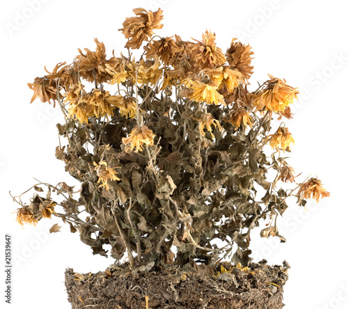 Dry flowers in the ground isolated on white photo