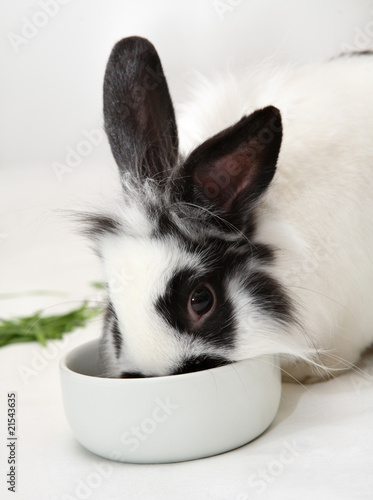 Rabbit eats food