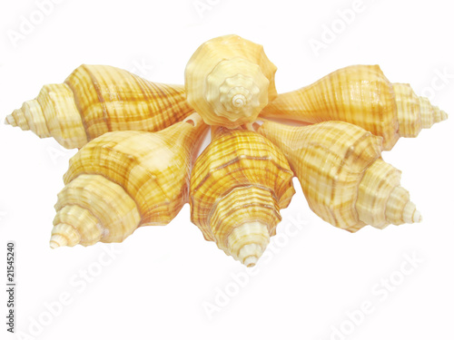 yellow seashell photo