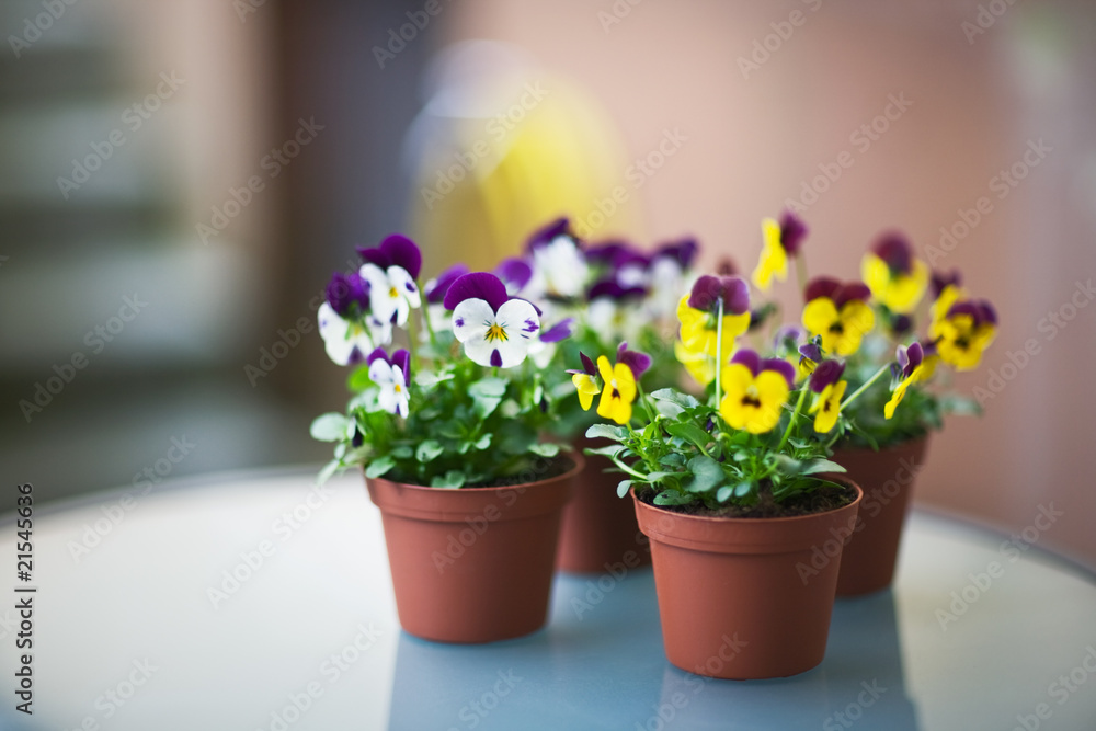 Fototapeta premium Stiefmütterchen