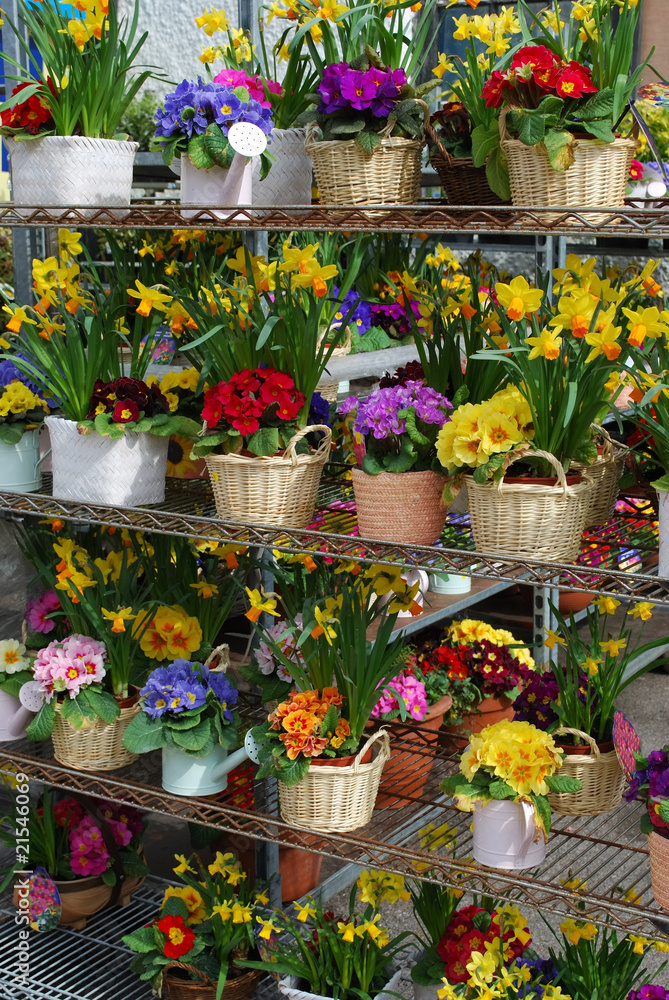 Fototapeta premium Spring flowers