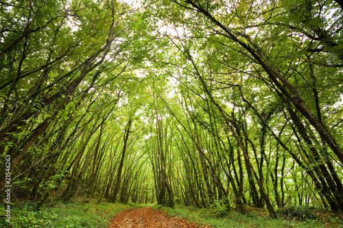 A forest path, Dordogne, France.
