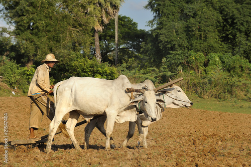 Vászonkép Un paysan laboure son champs, cambodge