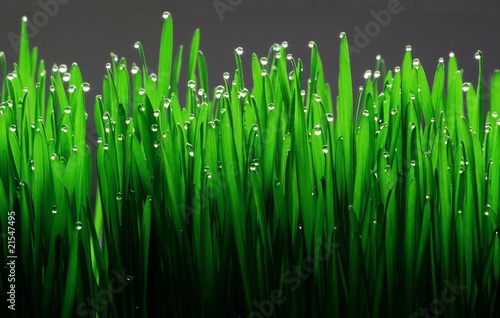grass with water drops