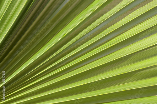 Down view on a leaf from a palm tree