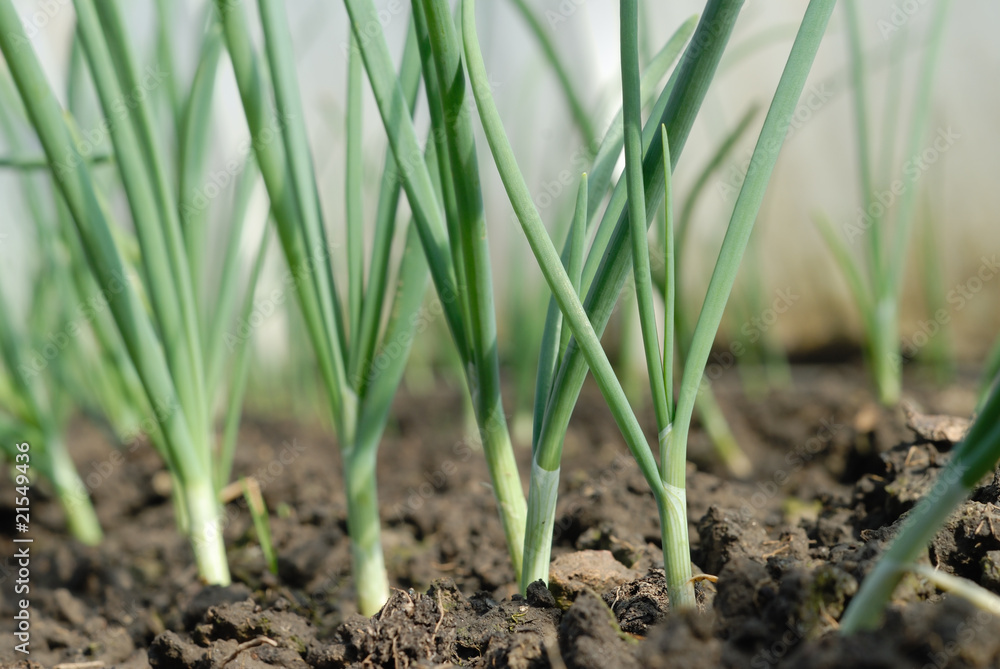 young onion young onion