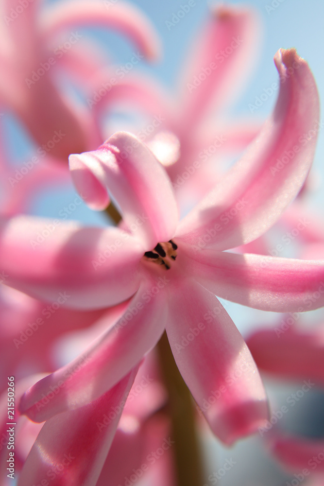 Fototapeta premium Rosa Hyazinthe