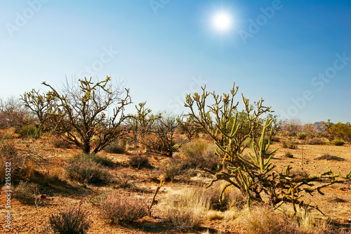 Cactus in the desert. Arizona. USA