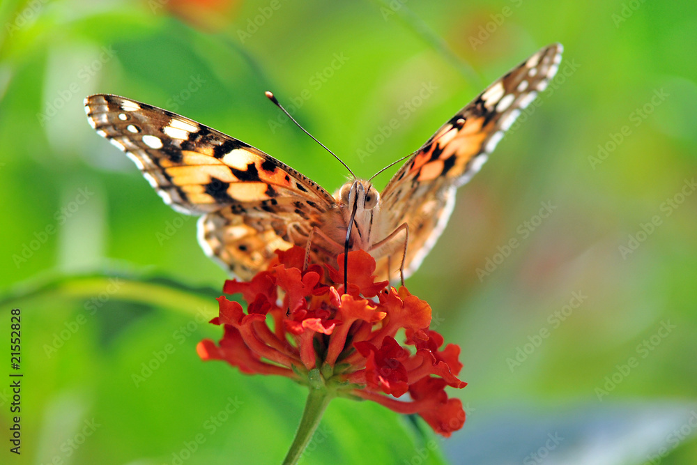 Obraz premium Aglais urticae