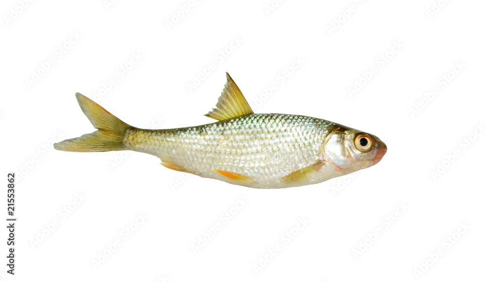 Fresh roach fish isolated on white background