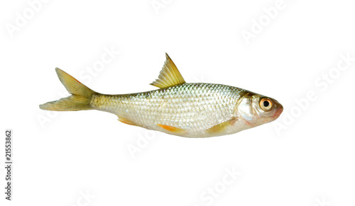 Fresh roach fish isolated on white background